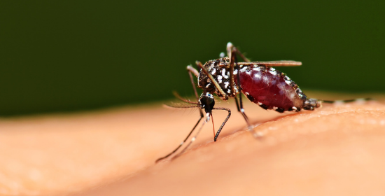 Leia mais sobre o artigo Controle efetivo da malária depende do esforço global