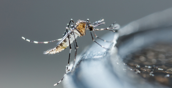 Leia mais sobre o artigo Aumento de casos de dengue reforça a urgência da prevenção